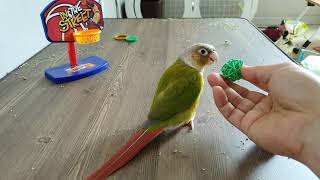 앵무새 훈련 농구 맹연습중..