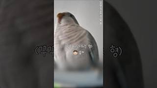 꾸꾸 우람하게 찍으면서 따라하다 응징당하는 형#홈캠화질…