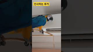 안녕 안녕 안녕하세요 #macaw #청금강 #청금강앵무새