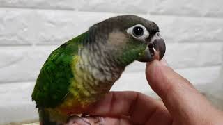 [앵무파파] 아기 코뉴어 앵무새 초롱이가 입질을 시작했어요...[2020.05.13]