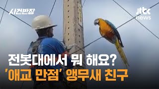 전봇대에서 뭐 해요? '애교 만점' 앵무새 친구 #글로…