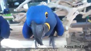 히야신스 마카우Hyacinth Macaw