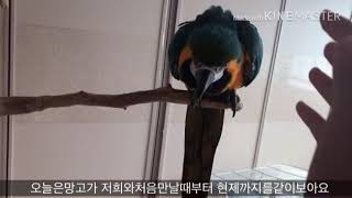 청금강 망고와의 첫만남 부터.. feat.초딩편집