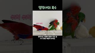 앵무새의 복수             #뉴기니아 #뉴기니…