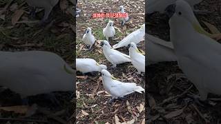 호주 야생 '코카투'의 살벌한 먹이 쟁탈전!