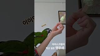 집사 아이스크림 탐내는 앵무새 / 한스마카우 올리