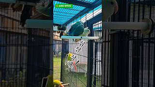 앵무새를 키우면;;; #앵무새#parrot #귀여운앵무…