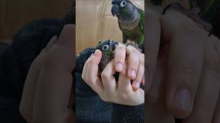 #코뉴어앵무새#parrot하랑이#parrot#cute