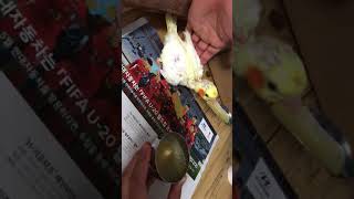 왕관앵무 이유조 이유식 먹어요