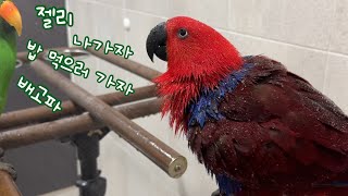 [지구젤리/일상] 씻고 싶은 앵무새 vs 나가고 싶은 …