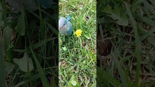 블루 퀘이커 앵무 부화 한지8시간에서 25일째