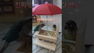 (귀염 심쿵주의) 이게 밥통이라고? ? #말하는앵무새#코뉴어#앵무새일상#앵무새와놀아주기#ParrotDaily#ParrotCare#PlayWithParrot