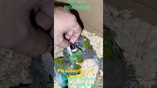 severe macaw chicks.Hill farm …