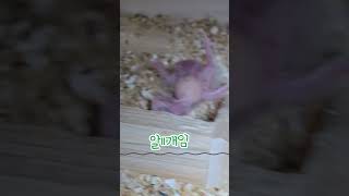 코뉴어들이 부화 했다 #앵무새 #cute #birds …