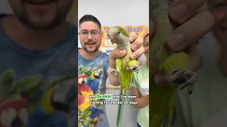 Quaker Parrot Goes to Parrot Stars
