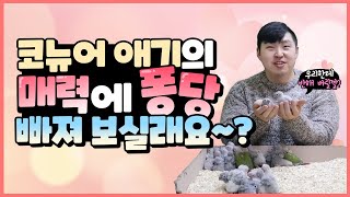 [앵무새키우기]코뉴어 이유조 정보 대방출! 귀여운 코뉴어 아기앵무새들을 소개해드려요♥