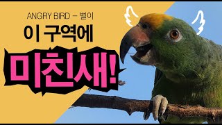 이 구역에 미친새! / 깡패 앵무새 / 막말 독뿔장군!…