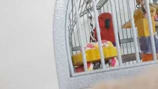 [뉴기니아 앵무(Eclectus Parrot) 홍차] 전화받기