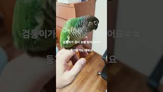 집사 손에 올라온 검둥이~ 둥가둥가도 해준답니다^^ #…