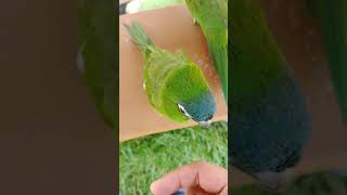 까꿍하는 한스마카우