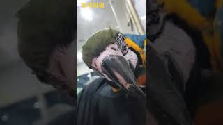 셀카보는 망고 #animal #앵무새 #청금강