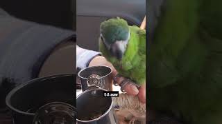 한스마카우 두루 asmr #hansmacaw #parrot #bird #animal #asmr #pet #petbird #앵무새 #한스마카우 #앵집사 #반려동물 #반려조