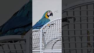 청금강  청일이 옹알이 /말해요!?