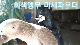 회색 앵무새의 미세파우더를 찍어보았어요