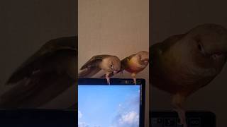 아파트  #parrot #코뉴어앵무새 #연두 #열무