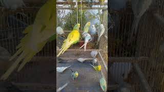 This Amazon bird toy is SO COOL#birds#parrot #birdslover #budgis #lovebirds #budgiegar #cute #health