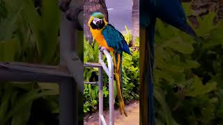GoldWorld biggest Macaw 청금강 앵무새 하와이 와이키키