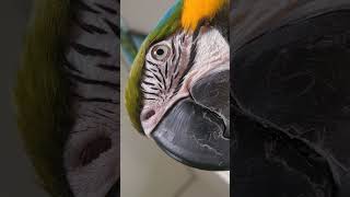 찍지마라 #shorts #청금강 #청금강앵무새 #패션매거진