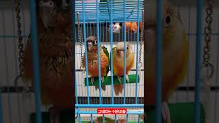 그네타는 코뉴어 이유조들 #birds #코뉴어 #parrot #이유조 #그네타는 앵무새