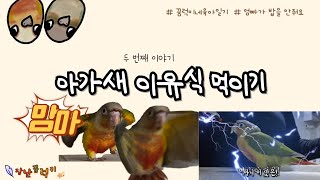 엄빠 앵무새가 밥을 안줘서, 직접 아가 코뉴어이유식 먹이기!!