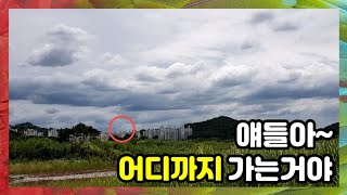 자유비행 앵무새가 친구를 만나면 생기는일~ 5분비행 실…