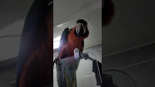 메~롱 하는 앵무새 (목욕하고 기분이 좋은 마르코)