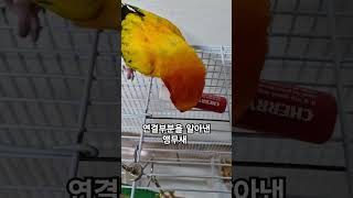 자율학습이 되는 써니!~ #썬코뉴어 #parrot #앵…
