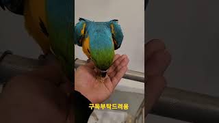 청금강앵무새 만세 #shorts