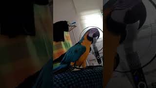 루카 외계어 하는중 #shorts #청금강