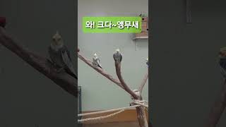 2023년 6월 6일 현충일 달성공원 큰 앵무새 청금강