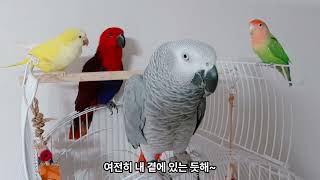  Forever With You (영원히 너와 함께)반려조                                      ( 작사,편집:손명화 작곡:수노와함께 노래:AI )