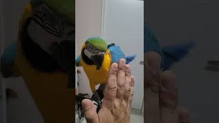 와서 하이파이브 해주는 앵무새 #청금강 #청금강앵무새 #마카우 #parrot #macaw #앵무새 #동물 #animal