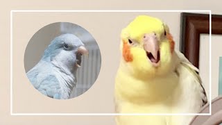 말하는 앵무새들의 대화 (feat. 내가 가까?)