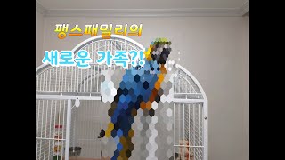 팽스패밀리의 새 식구 등장!! (청금강 앵무 입양기)