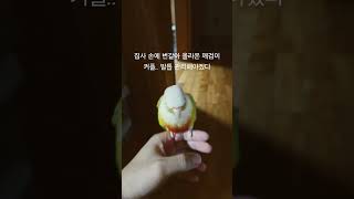 집사 손에 번갈아 올라온 깨검이 커플들.. #반려동물 …