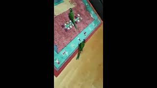 옐로우카라 마카우