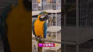 청금강앵무새 사랑해요