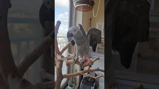 회색앵무'날개'와 모란앵무'리오'의 한가로운 주말 #회색앵무 #모란앵무