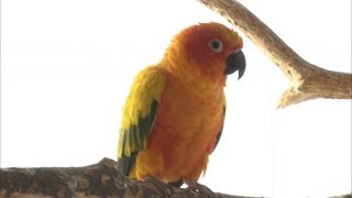 애완동물이 특정한 사람만 좋아하는 이유는?