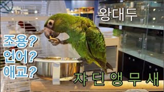 [앵무새도감] 쟈딘앵무새 #대두